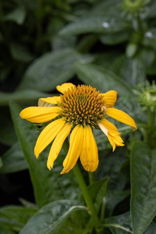 Echinacea Sombrero Lemon Yellow 1g