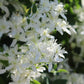 Clematis paniculata 2g