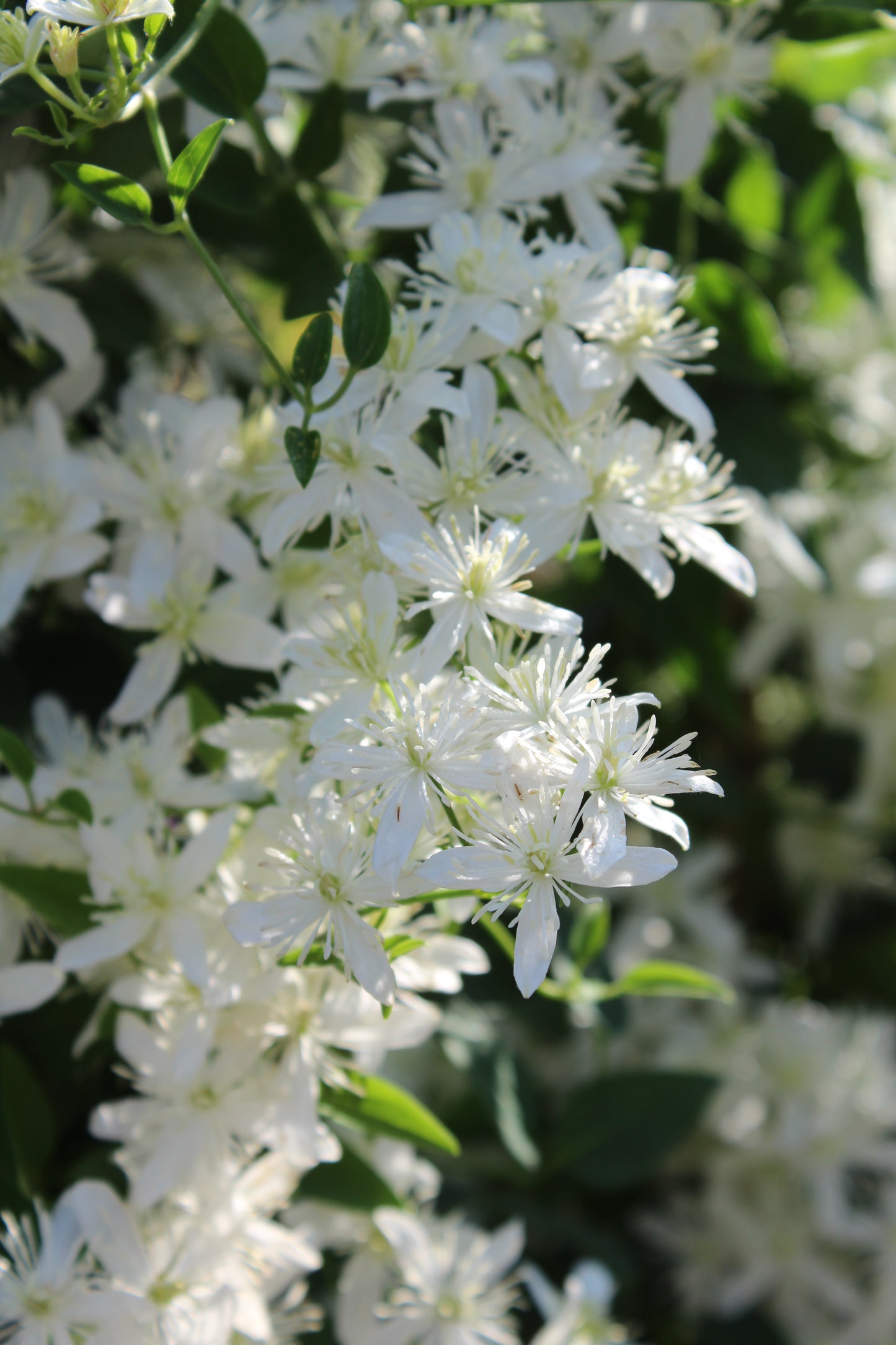 Clematis paniculata 2g