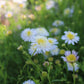 Asteromea m. White Russian 1g