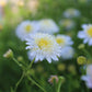 Asteromea m. White Russian 1g