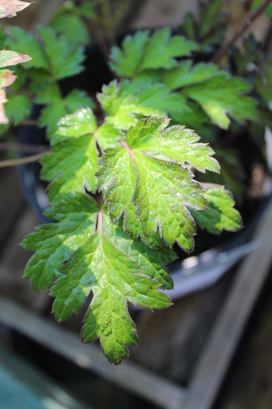 Actaea r. Atropurpurea 1g