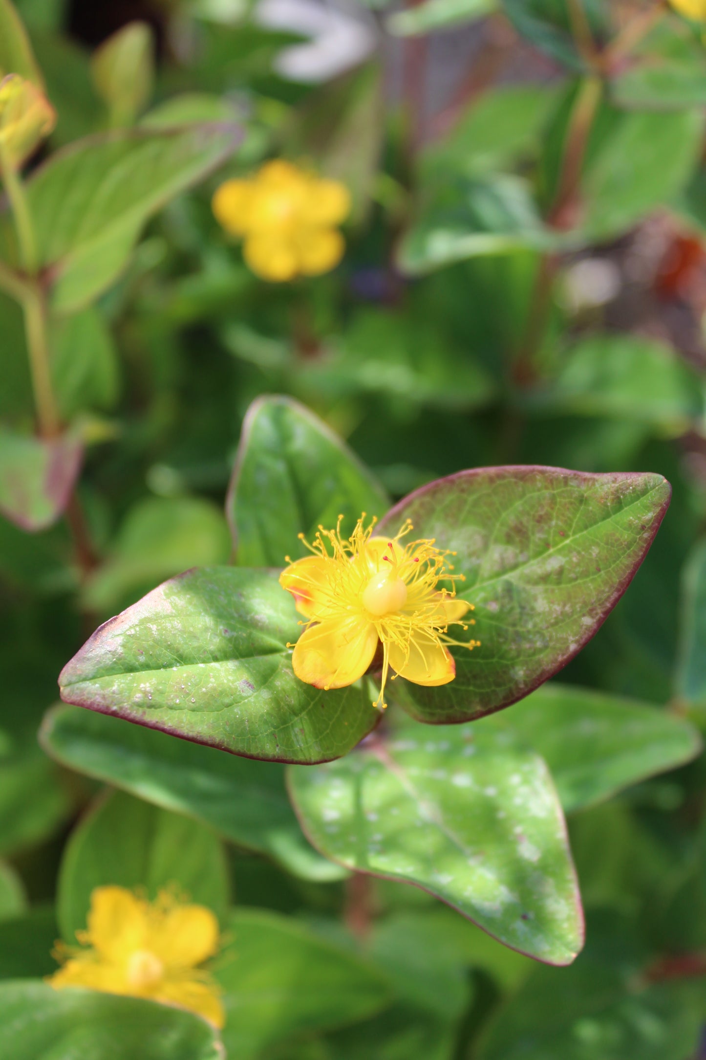 HYPERICUM INODORUM MAGICAL RED FAME 2g