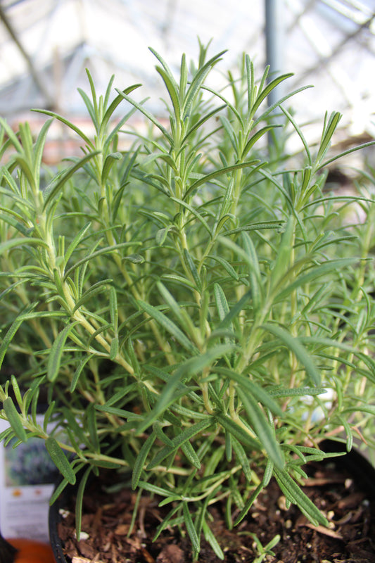 Rosemary Tuscan Blue 1g