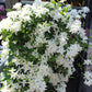 Clematis paniculata 2g