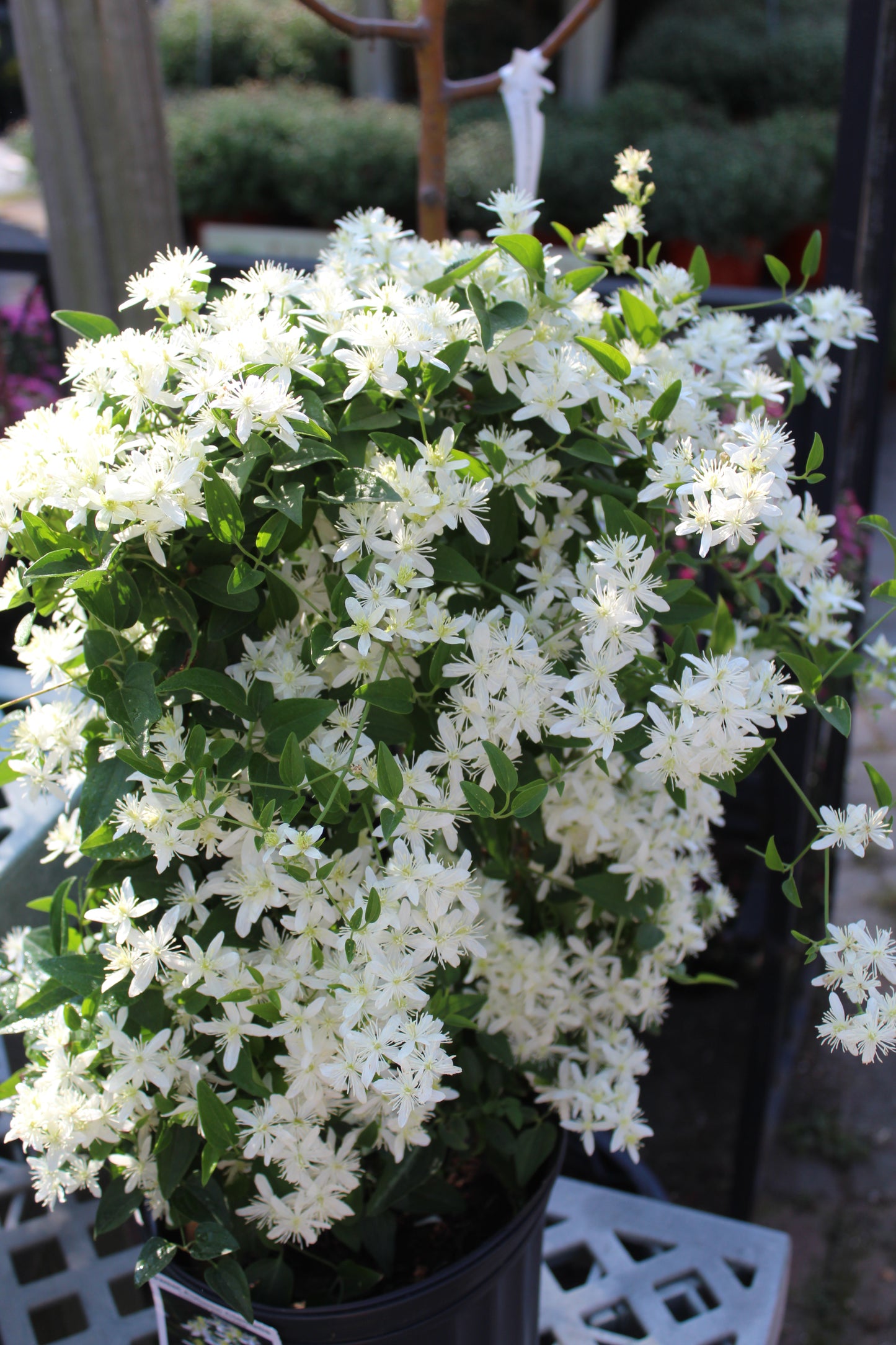 Clematis paniculata 2g