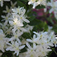 Clematis paniculata 2g