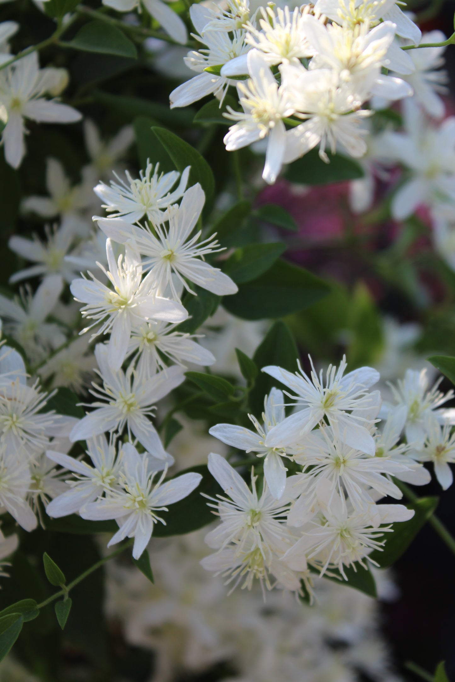 Clematis paniculata 2g