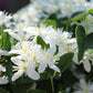 Clematis paniculata 2g