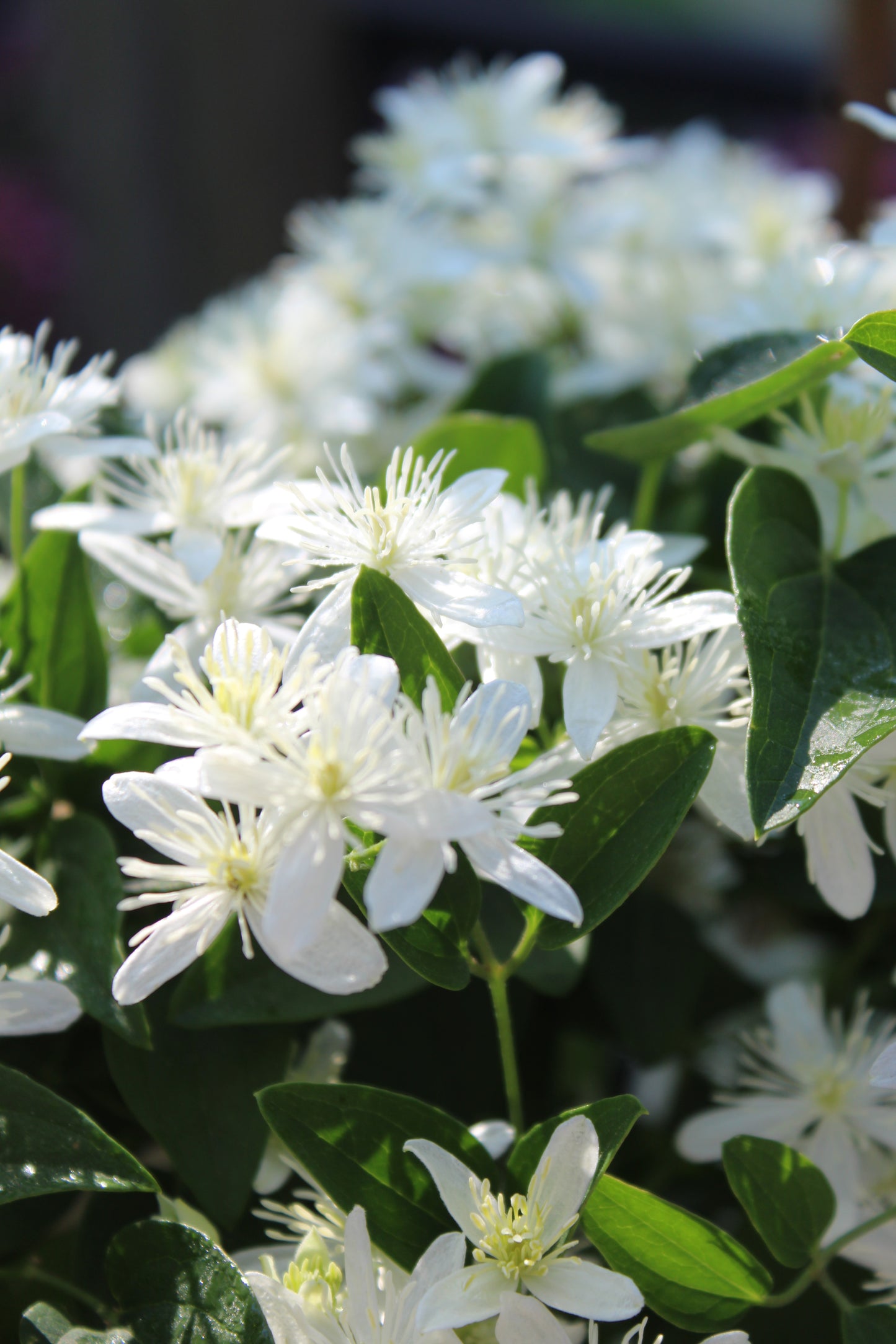 Clematis paniculata 2g