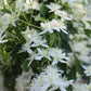 Clematis paniculata 2g