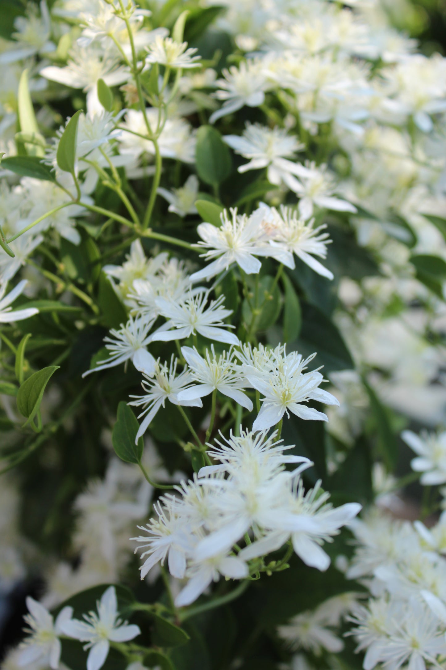 Clematis paniculata 2g