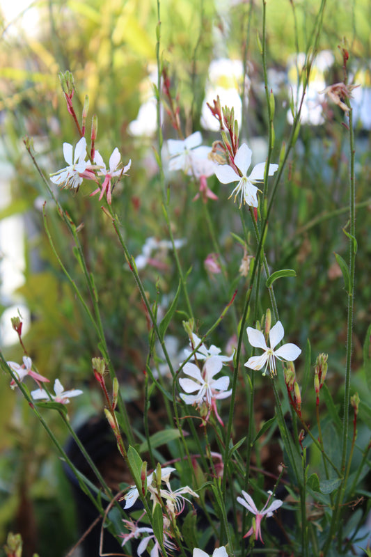 Gaura Whirling Butterflies 1g