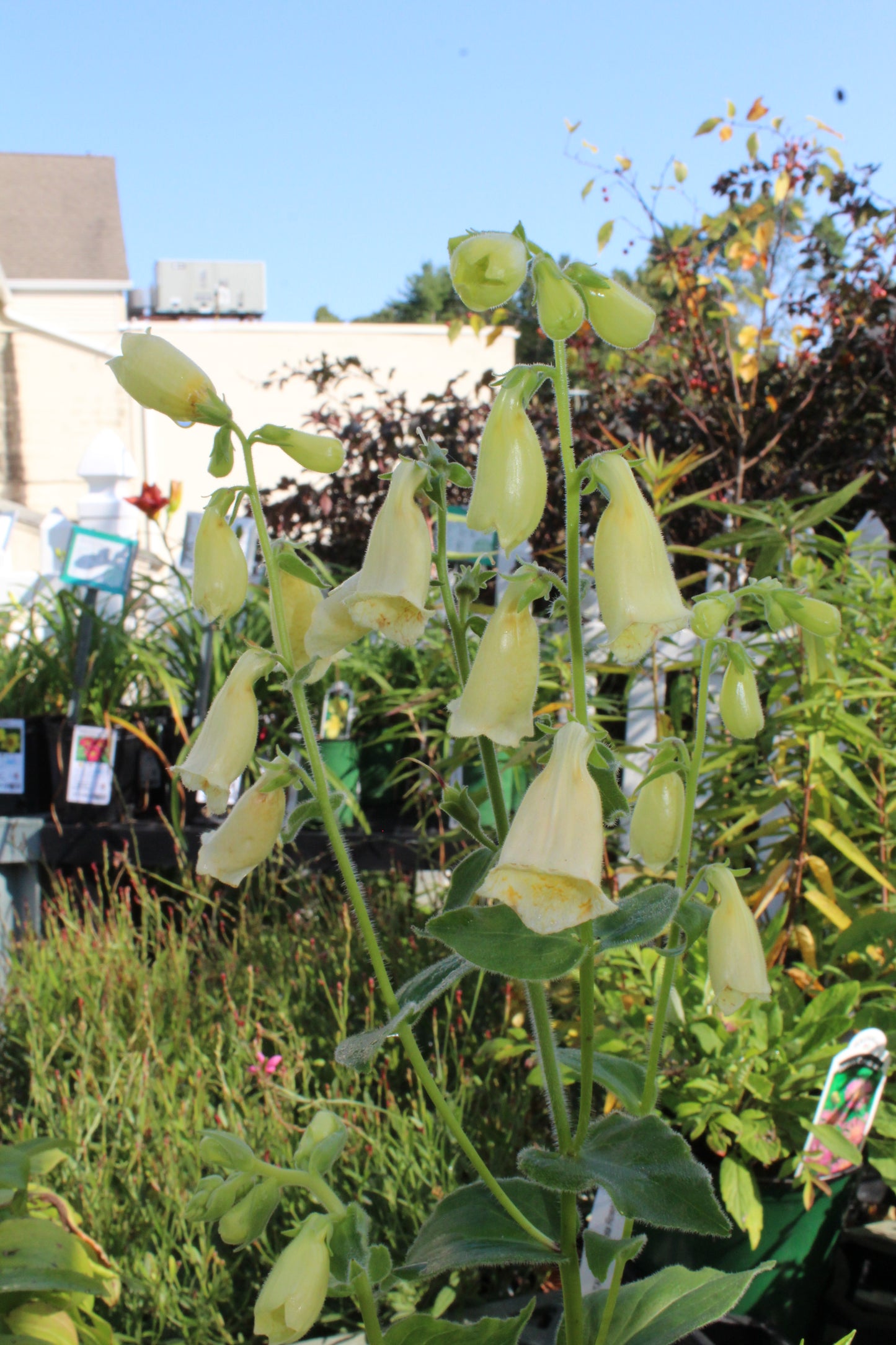 Digitalis Carillion 1g