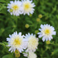 Asteromea m. White Russian 1g