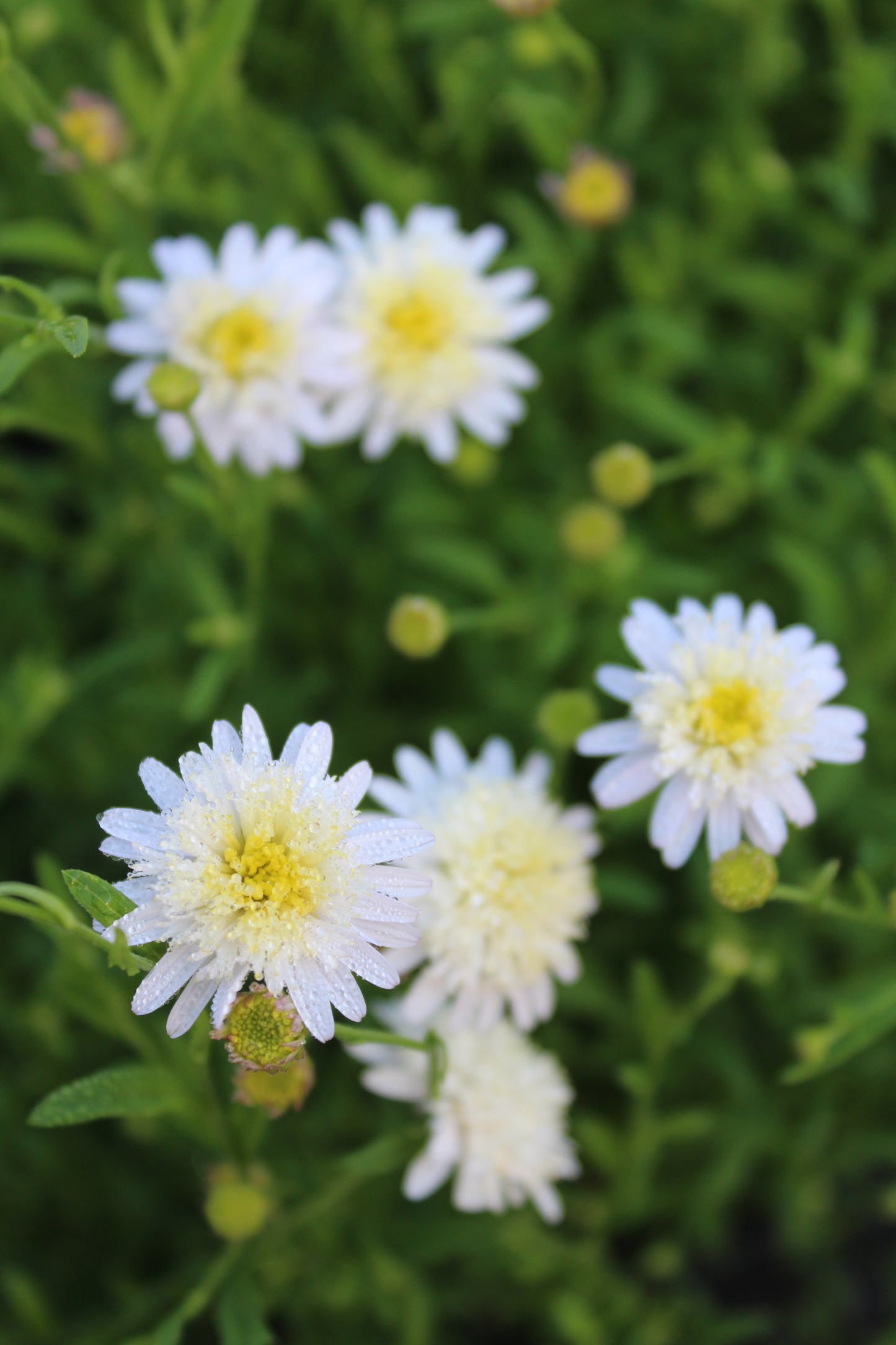 Asteromea m. White Russian 1g