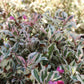 WEIGELA `MY MONET` ,2