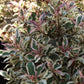 WEIGELA `MY MONET` ,2