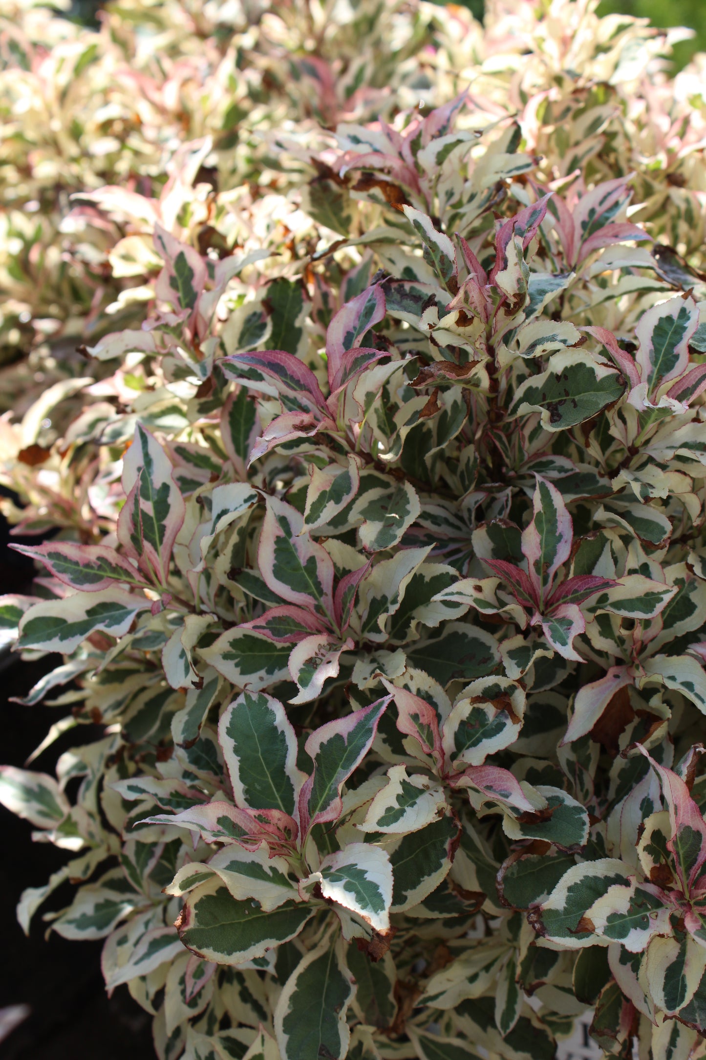 WEIGELA `MY MONET` ,2