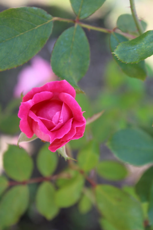 ROSA `DOUBLE PINK KNOCK OUT 2g