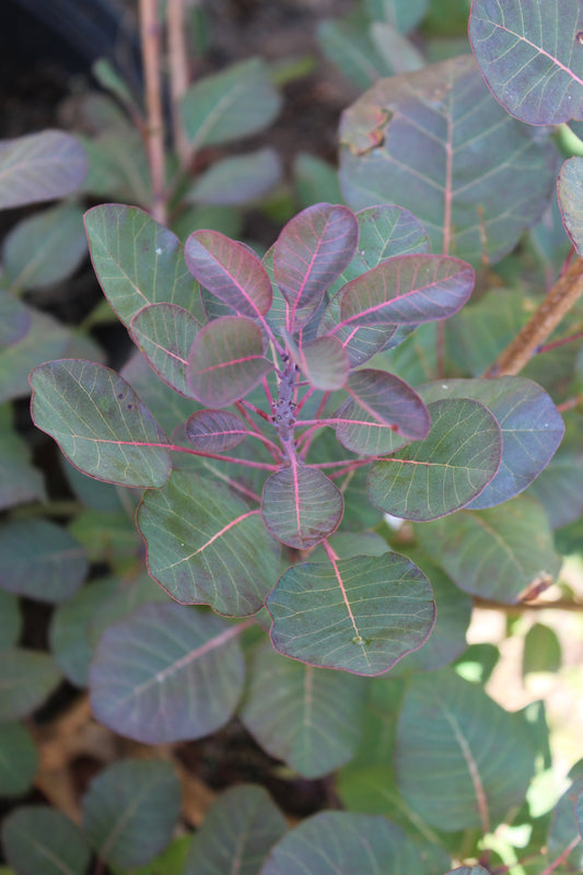 COTINUS COGGYGRIA `THE VELVET FOG 3