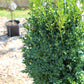 BUXUS MICRO. JAP. `GREEN MOUNTAIN 3g