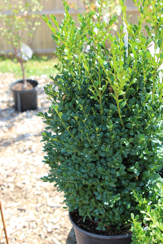 BUXUS MICRO. JAP. `GREEN MOUNTAIN 3g