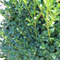 BUXUS MICRO. JAP. `GREEN MOUNTAIN 3g