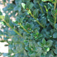 BUXUS MICRO. JAP. `GREEN MOUNTAIN 3g