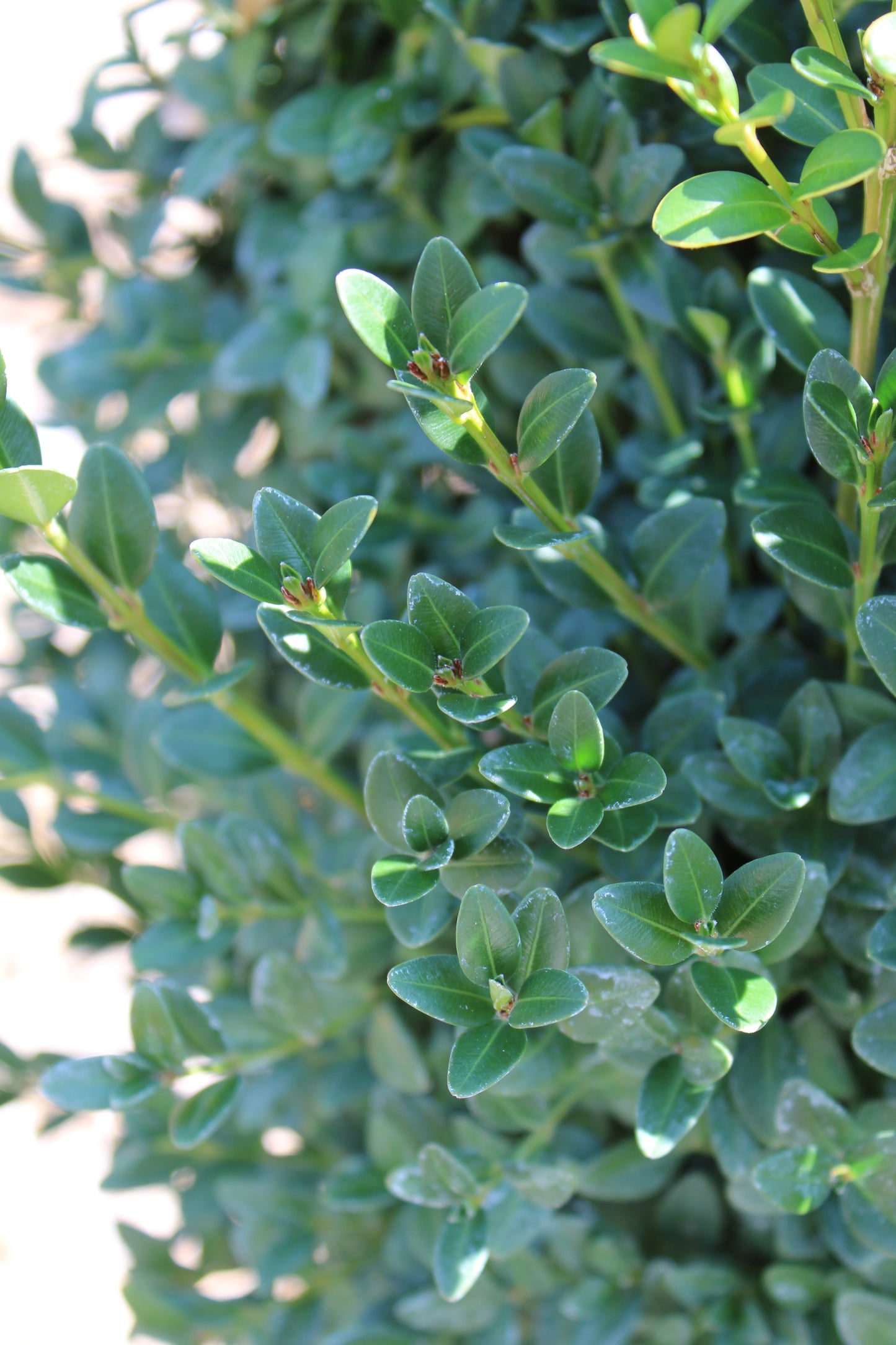 BUXUS MICRO. JAP. `GREEN MOUNTAIN 3g