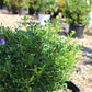 BUXUS `FRANKLINS GEM 2g