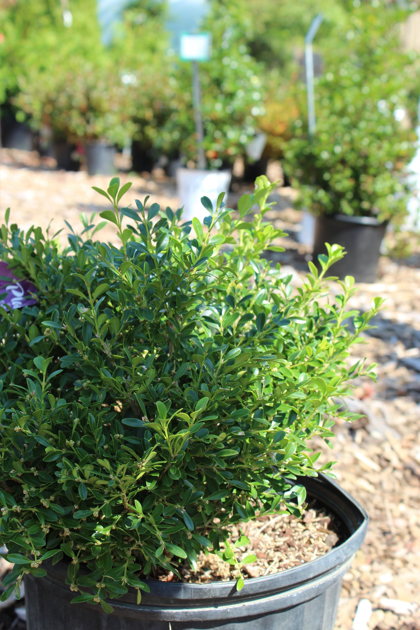 BUXUS `FRANKLINS GEM 2g