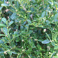 BUXUS `FRANKLINS GEM 2g