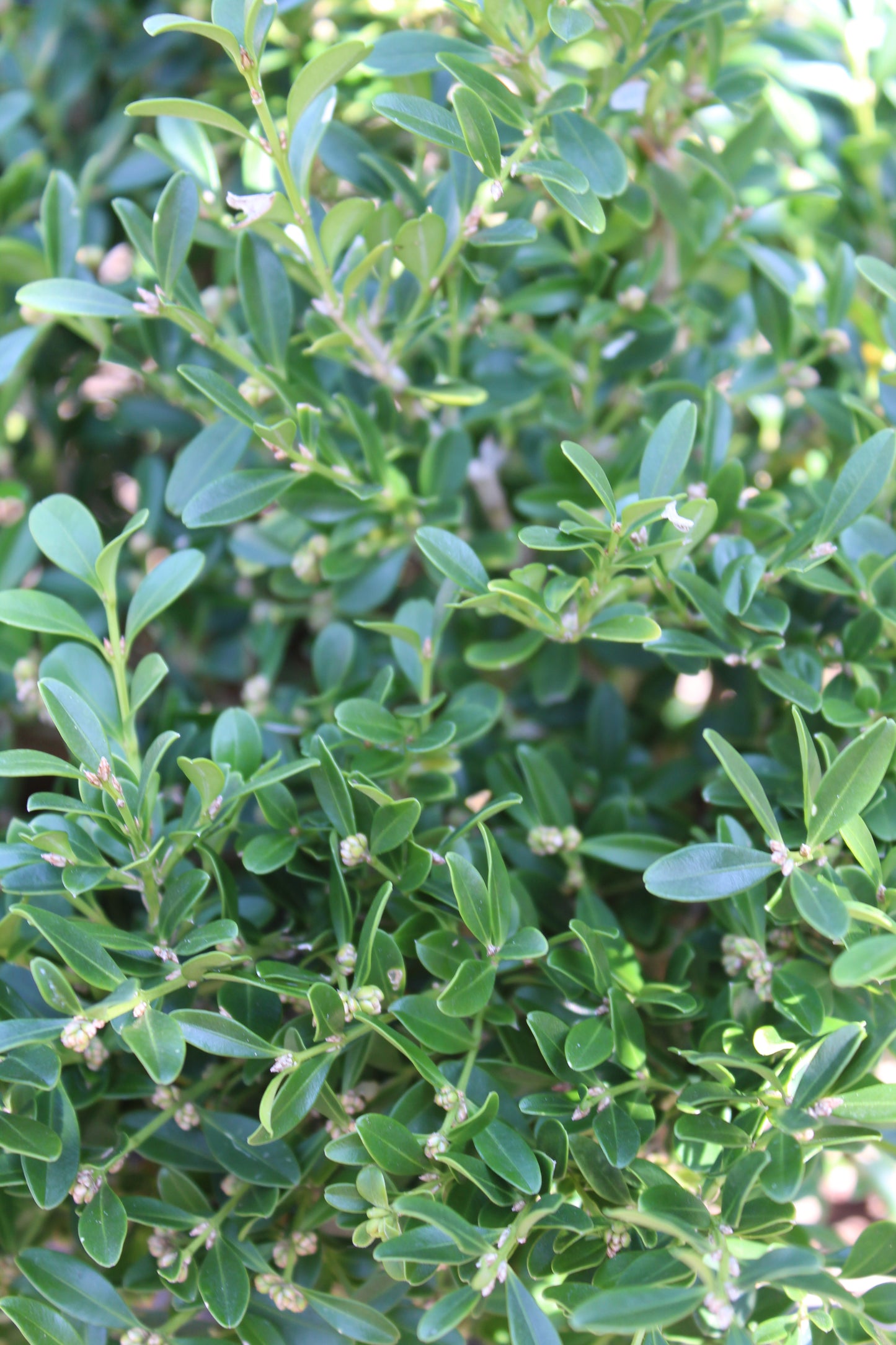 BUXUS `FRANKLINS GEM 2g