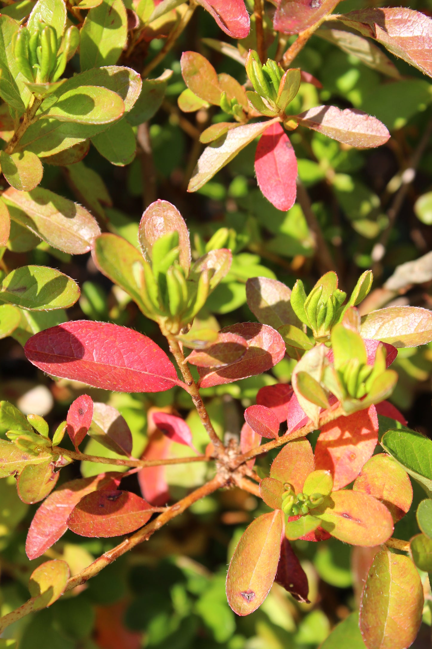 Azalea Girard Fushsia 3g