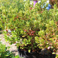 Azalea Girard Fushsia 3g