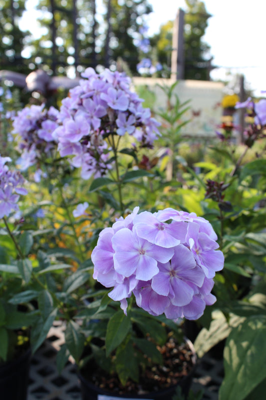 Phlox Franz Shubert 1g
