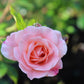 ROSA `DRIFT APRICOT 2g