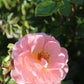 ROSA `DRIFT APRICOT 2g