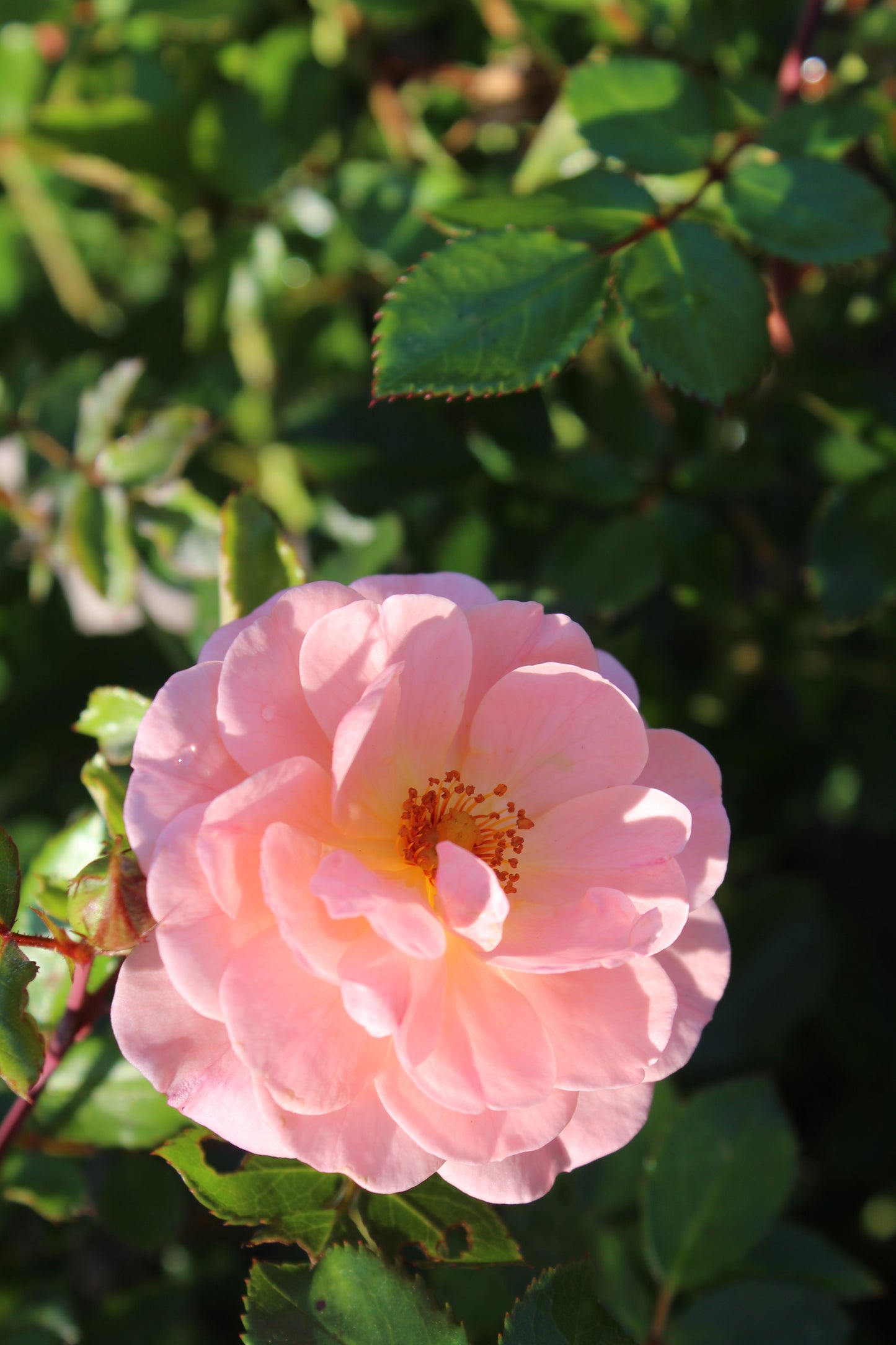 ROSA `DRIFT APRICOT 2g