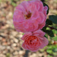 ROSA `DRIFT APRICOT 2g