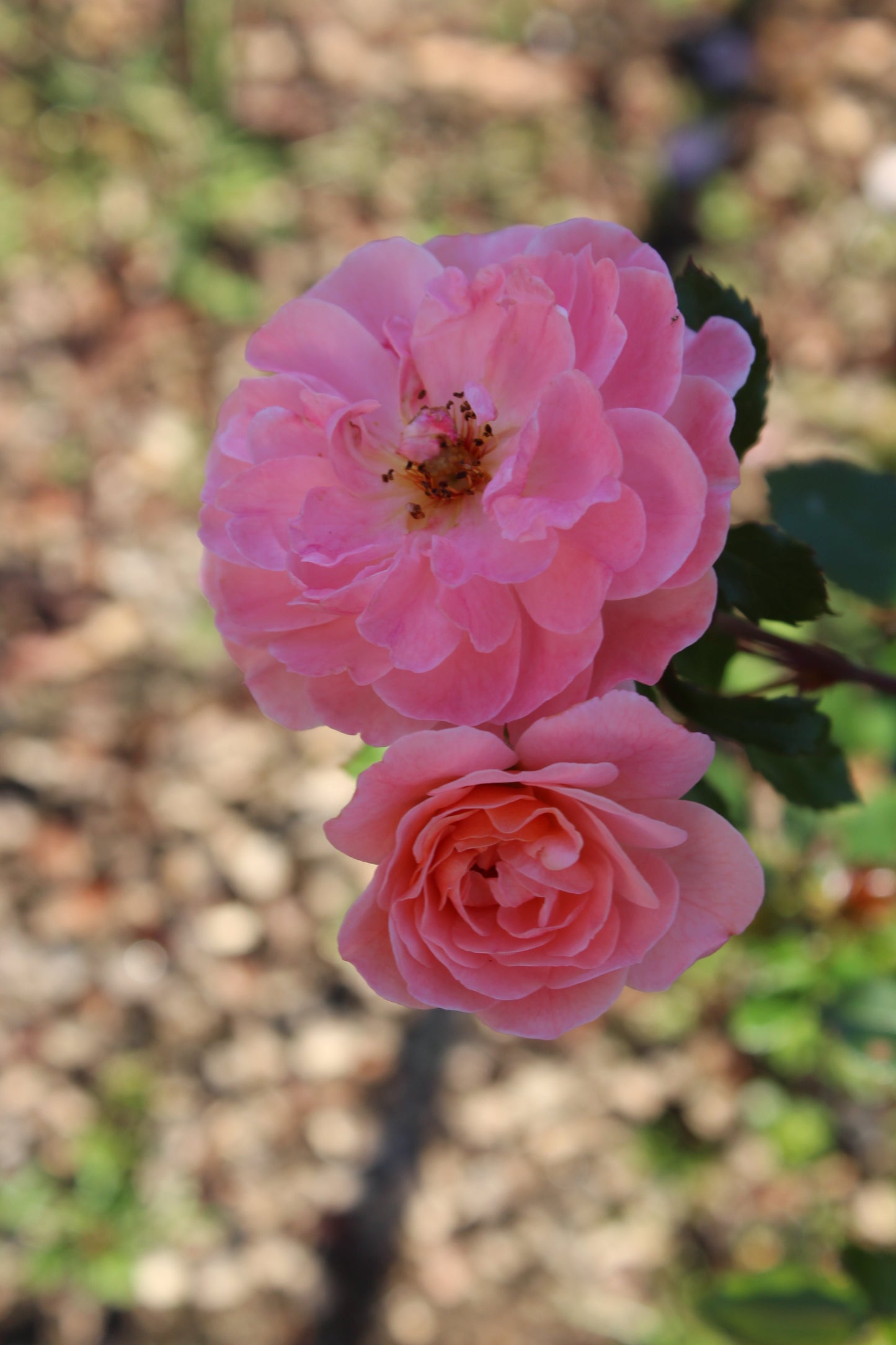 ROSA `DRIFT APRICOT 2g