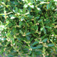 Buxus Franklin Gem 3g