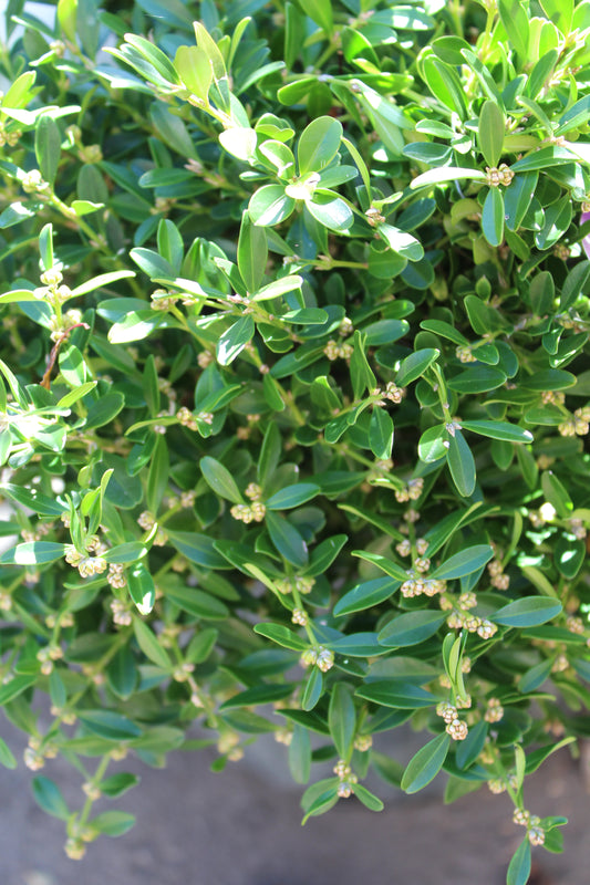 Buxus Franklin Gem 3g