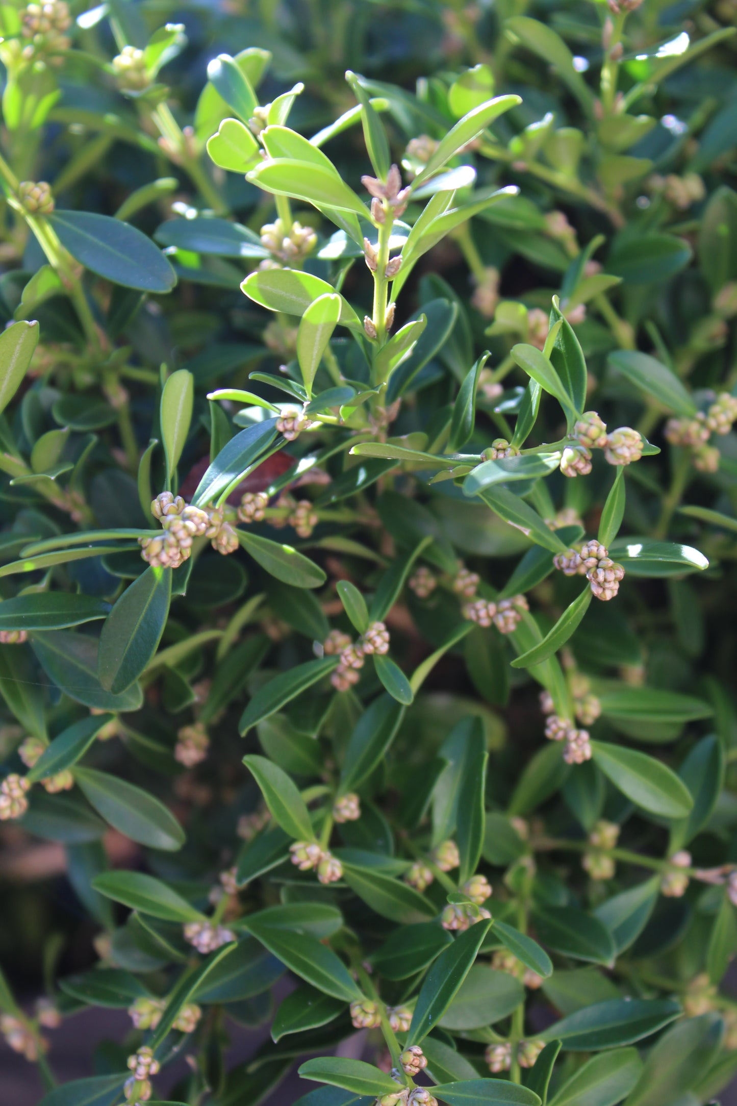 Buxus Franklin Gem 3g