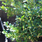 Buxus Franklin Gem 3g