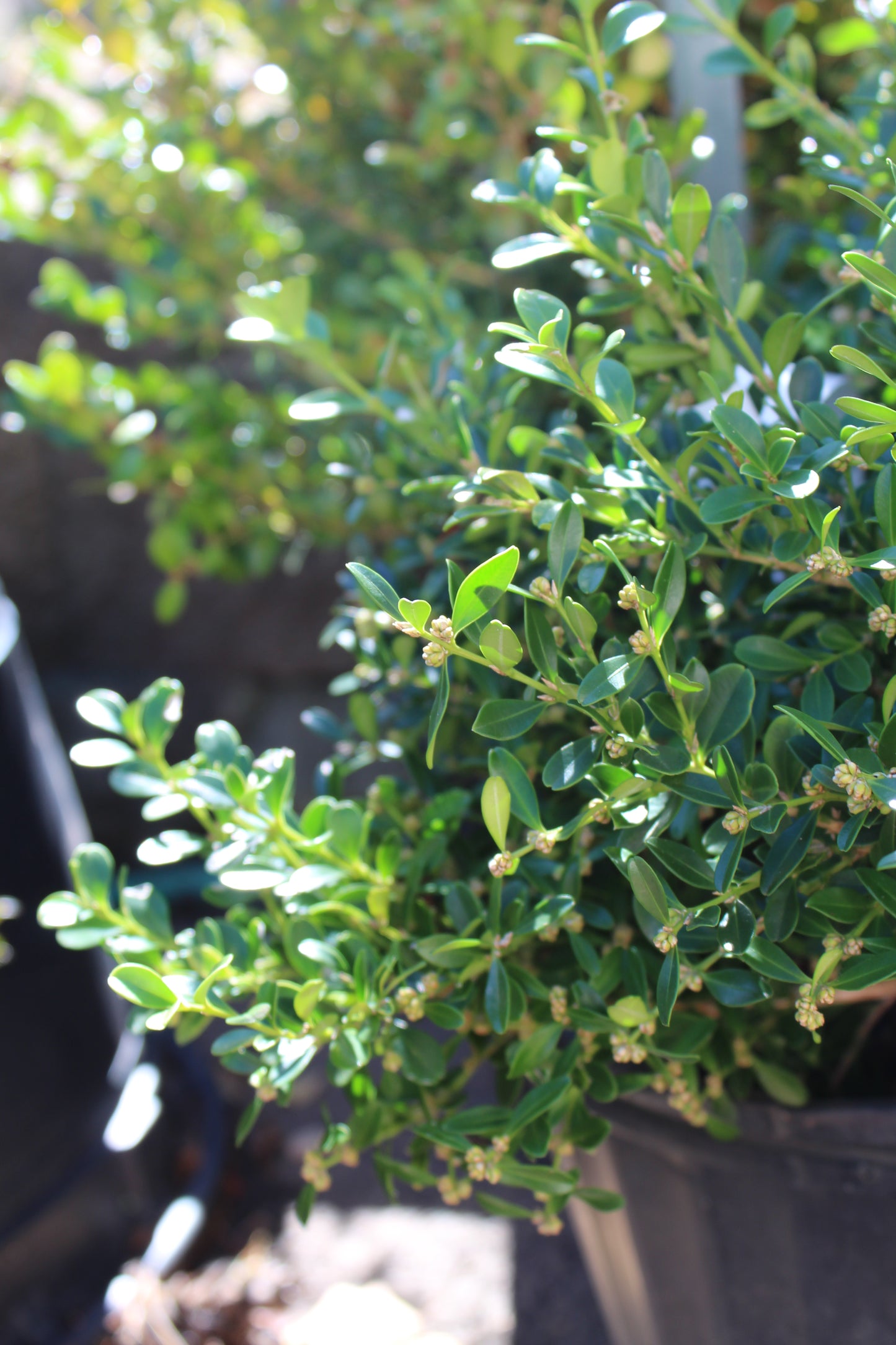 Buxus Franklin Gem 3g