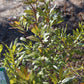 Myrica Pensylvanica 3g