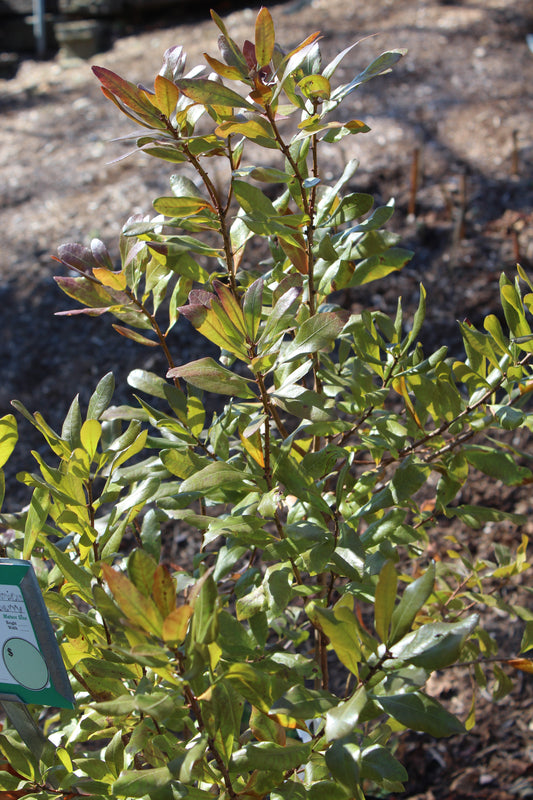 Myrica Pensylvanica 3g