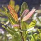Myrica Pensylvanica 3g